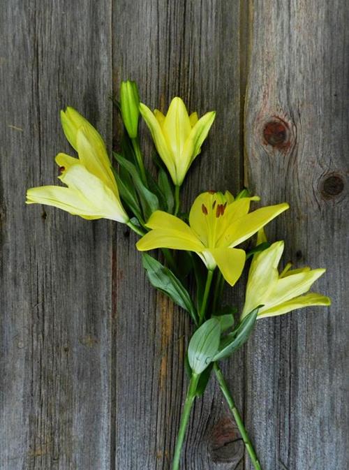 SCIPIONE 2/3 BLOOM LA LILIES